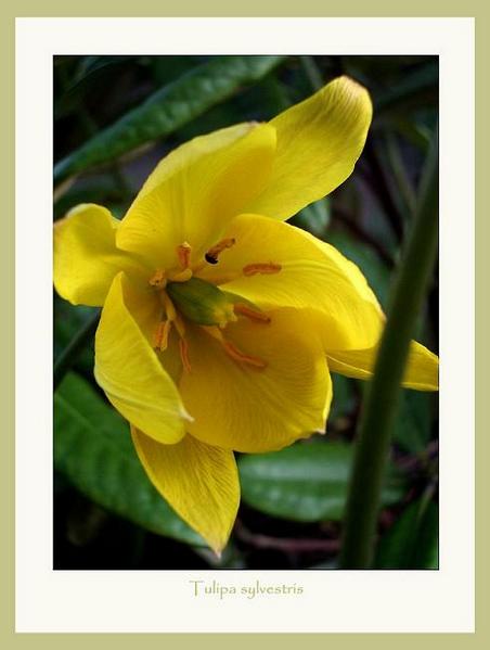 Tulipa sylvestris - Garden perennials