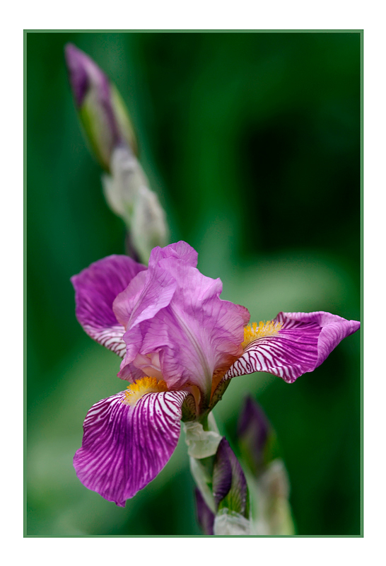 Iris germanica 'La Beauté' - Garden perennials