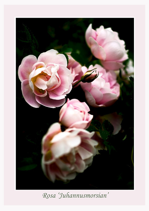 Rosa 'Juhannusmorsian' 1 - Roses