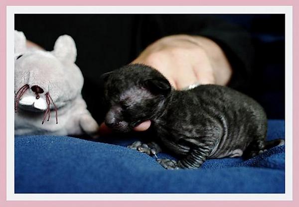 12 days - black girl - Linssi's kittens - the 2nd litter