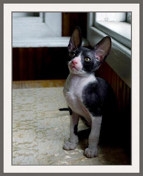 B/W girl - Linssi's kittens - the 2nd litter