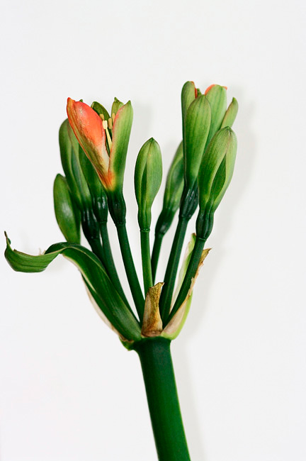 Clivia miniata Green 3 - Windowsill Garden