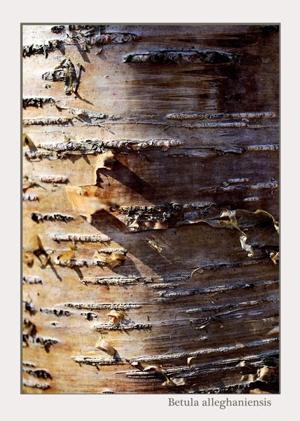 Betula alleghaniensis - Trees and Shrubs