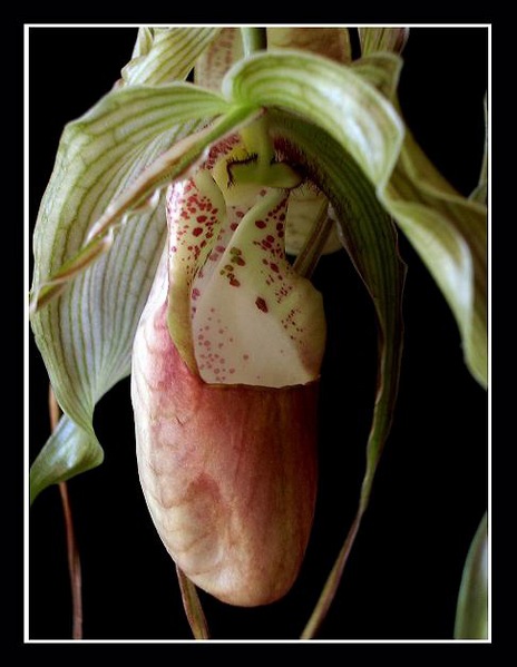 Phragmipedium grande x - Orchids