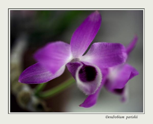 Dendrobium parishii 1 - Orchids