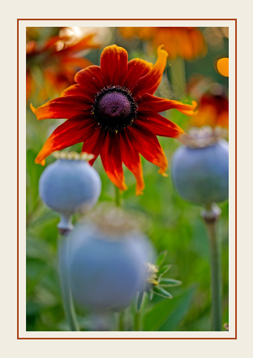 Opium and Rudbeckia - Still Life
