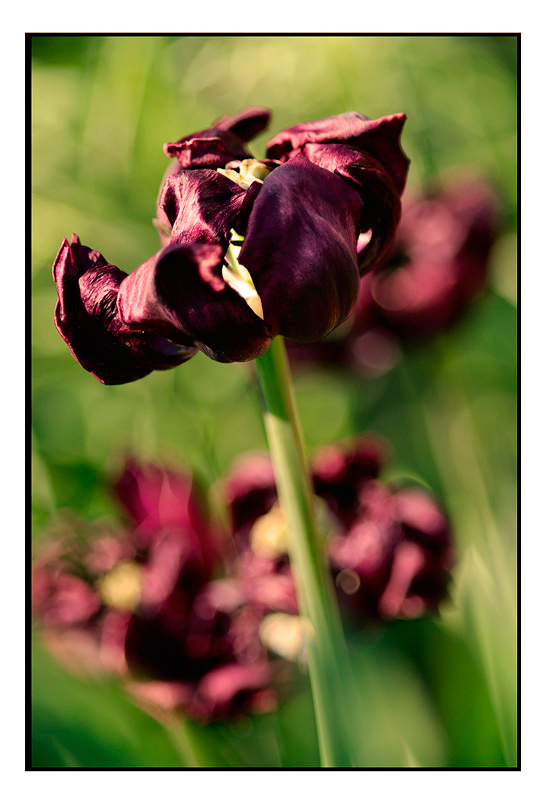 Tulipa 'Uncle Tom' - Garden perennials