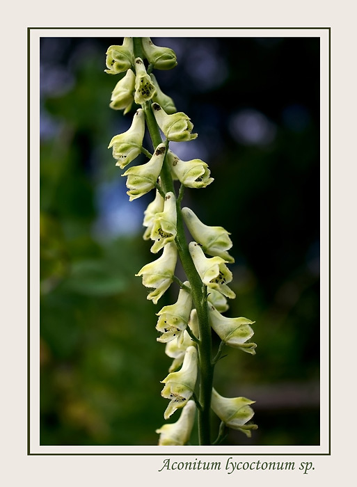 Aconitum lycoctonum sp. 1 - Garden perennials
