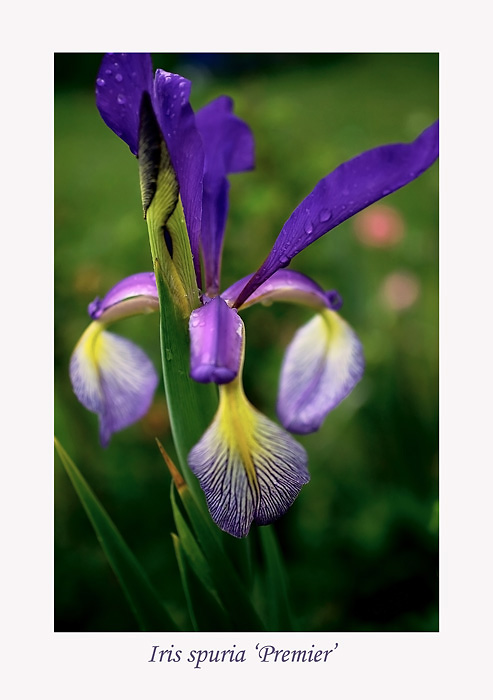 Iris spuria 'Premier' - Garden perennials
