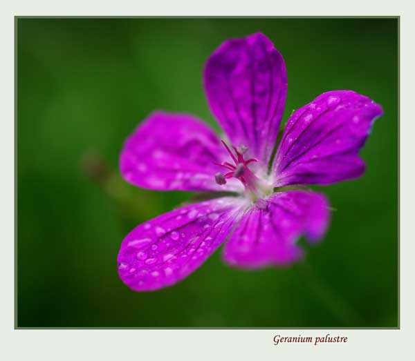 Geranium palustre - Garden perennials