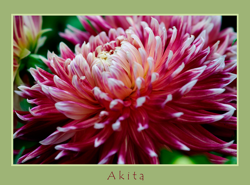 Dahlia 'Akita' - Garden perennials