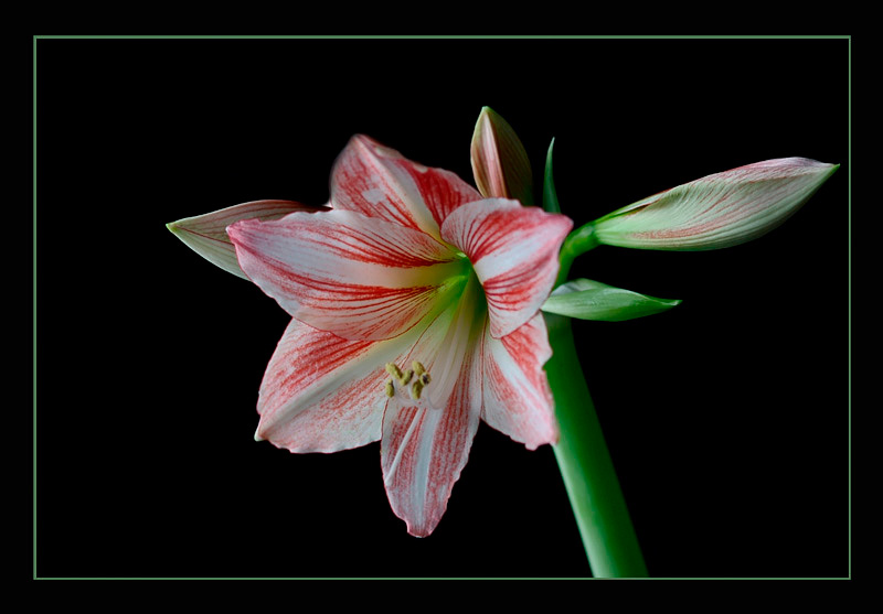 Hippeastrum 'Fairytale' - Windowsill Garden