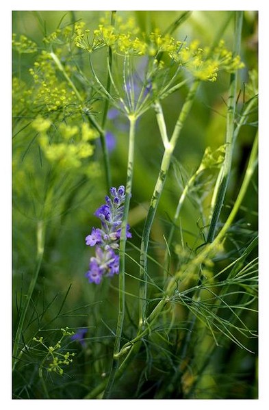 Anethum graveolens 2 - Still Life