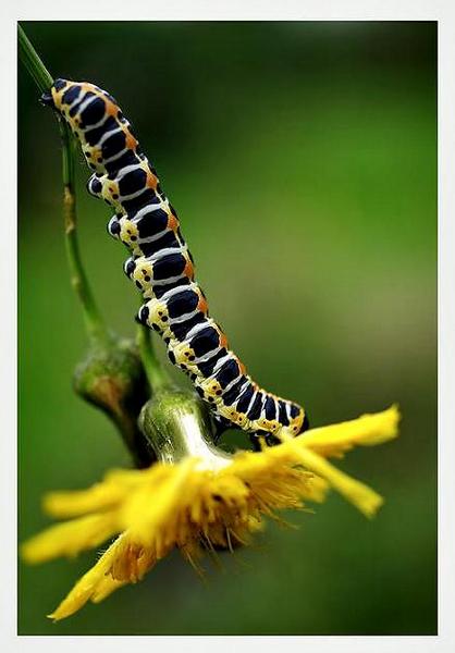 Cucullia lactucae - Fauna