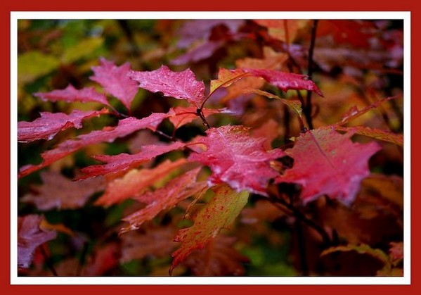 Quercus rubra - Trees and Shrubs