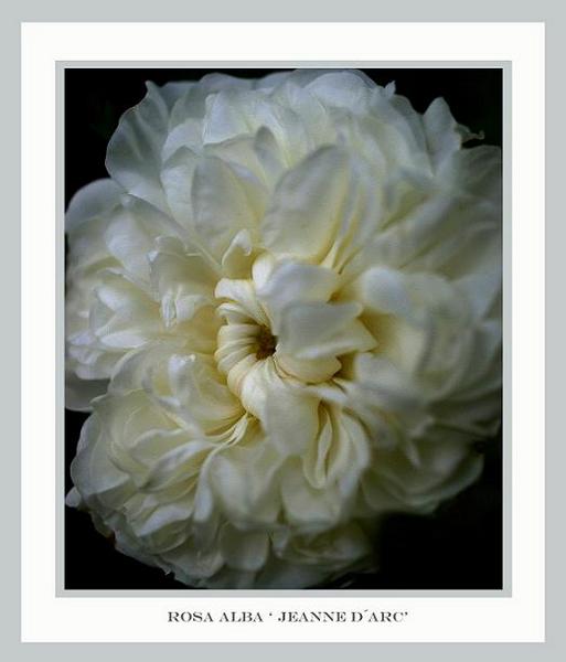 Rosa alba 'Jeanne d´Arc' - Roses