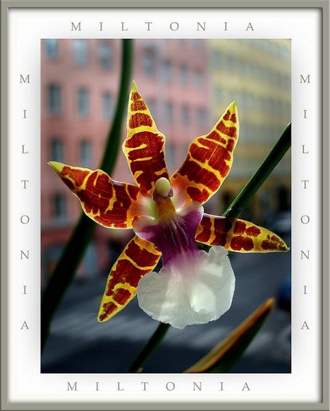 Miltonia clowesii - Orchids