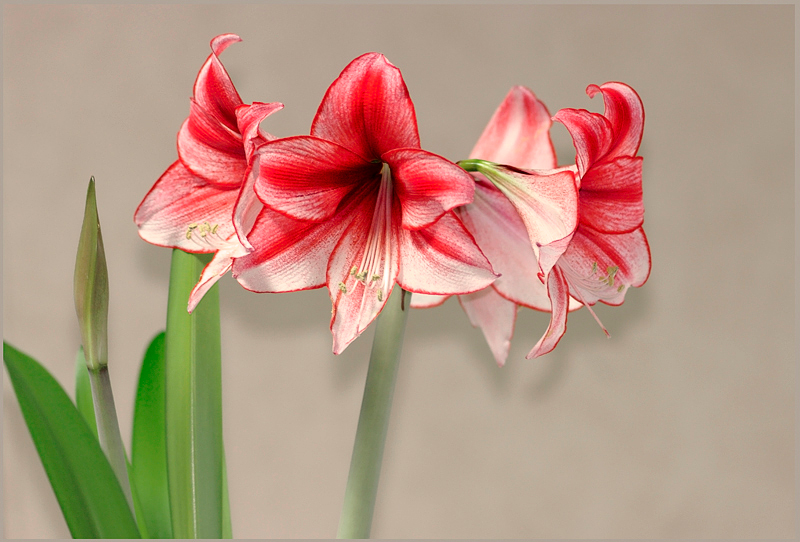 Hippeastrum 'Charisma' 2 - Windowsill Garden