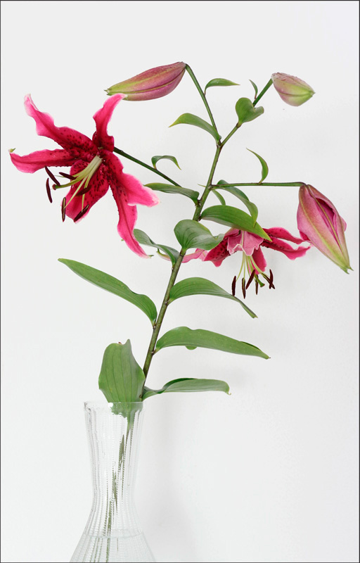 Lilium 'Miss Feya' 1 - Still Life