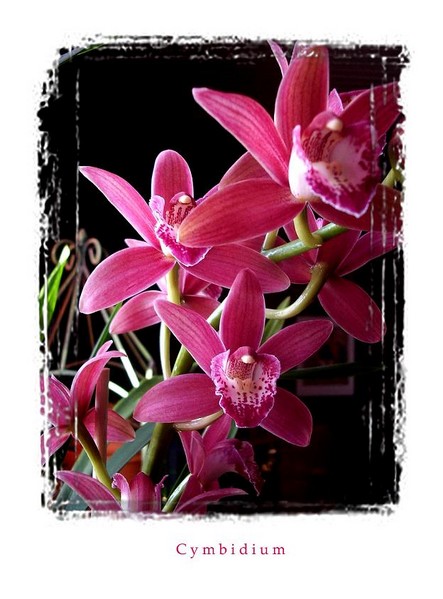 Red Cymbidium - Orchids