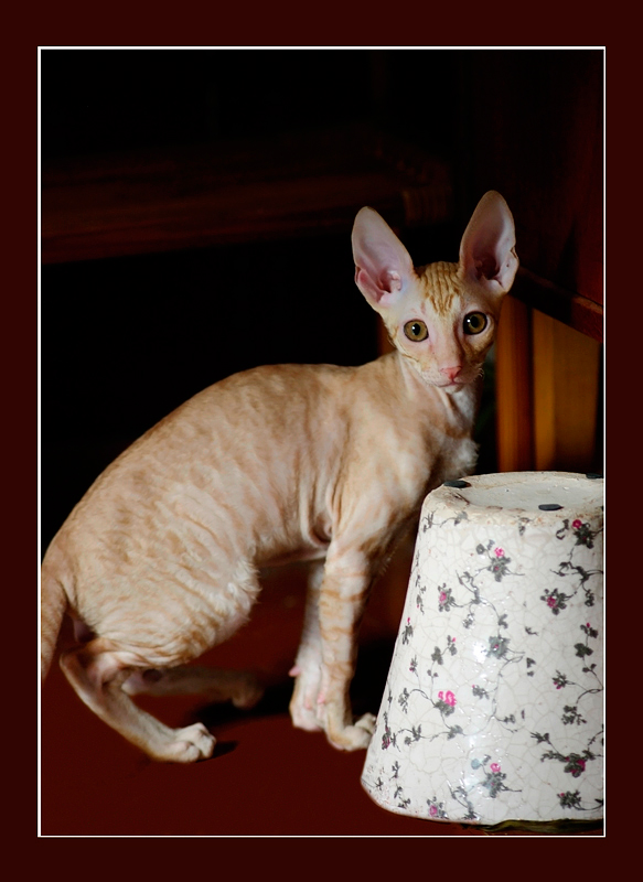 Dexter 12 weeks - Mimmi's kittens