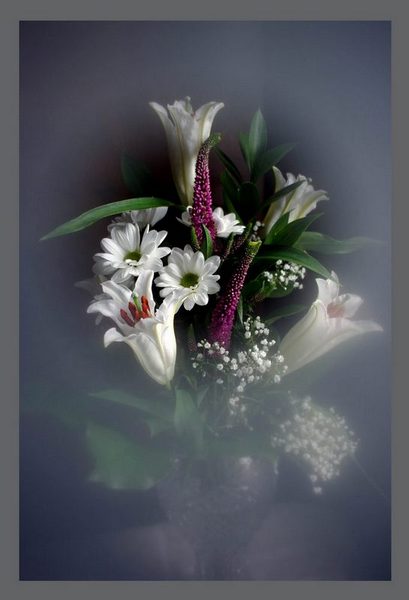 Lilium and Veronica - Still Life