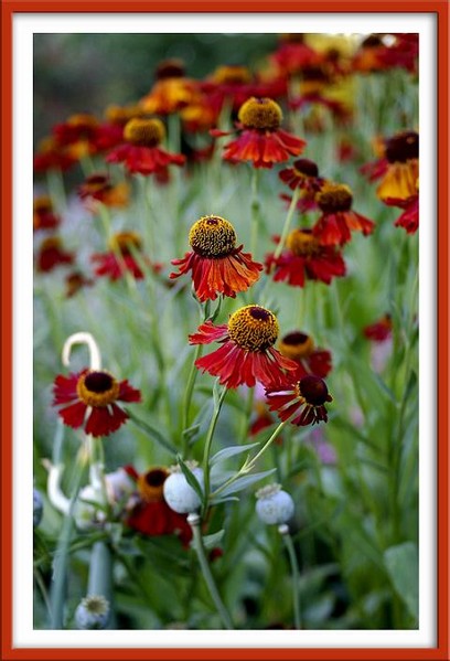 Helenium 'Moerheim Beauty' 1 - Garden perennials