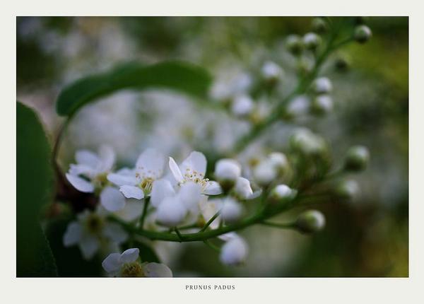 Prunus padus 1 - Trees and Shrubs