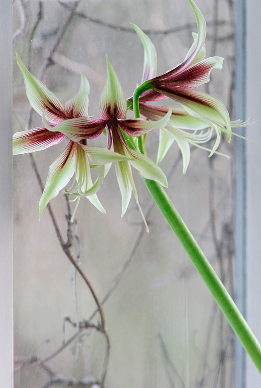 Hippeastrum 'Jungle Star' 8 (2012) - Windowsill Garden