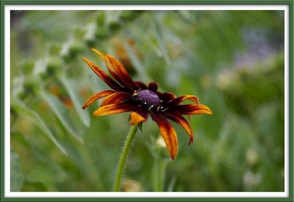 Rudbeckia and Hyoscyamus - Still Life