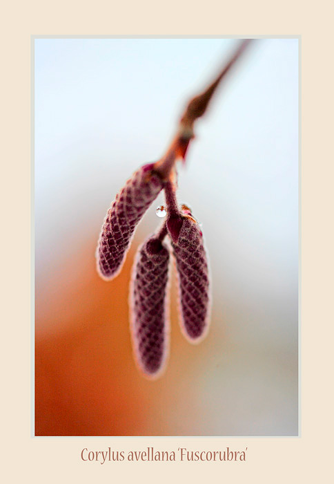 Corylus avellana 'Fuscorubra' - Trees and Shrubs