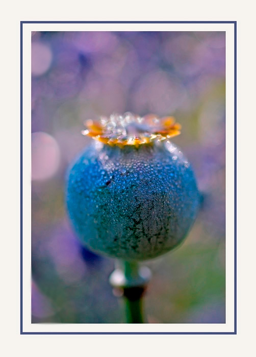 12 - The Secret Garden