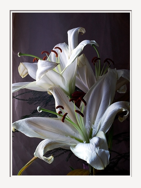 Bouquet of Lilium orientale -hybrids - Still Life