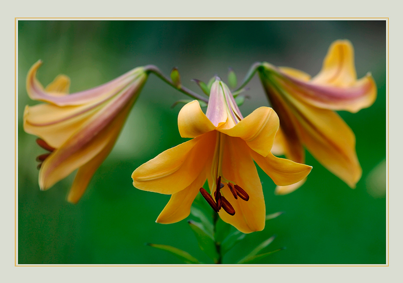 Lilium 'Apelsinu Aromats' / Lilijas 4 - Garden perennials