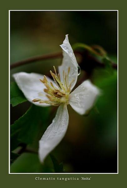 Clematis tangutica 'Anita' - Garden perennials
