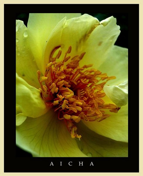 Rosa 'Aicha' 4 - Roses