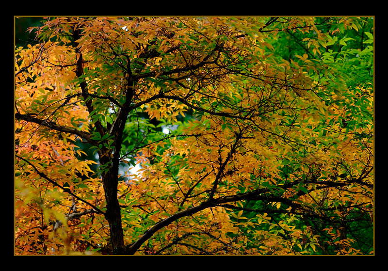 Acer triflorum 2 - Trees and Shrubs