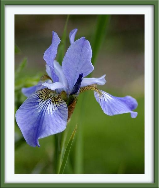 Iris sibirica hybr. - Garden perennials