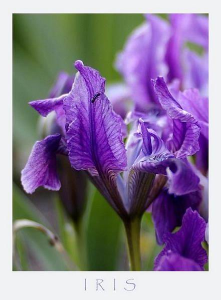 Iris pumila - Garden perennials