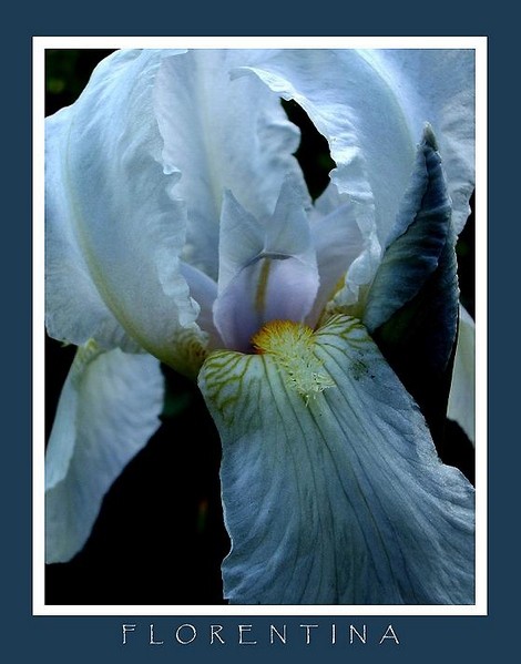 Iris germanica 'Florentina' - Garden perennials