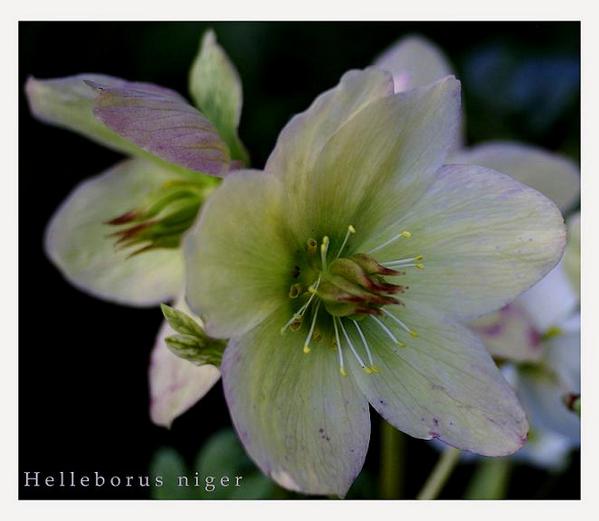 Helleborus niger 3 - Garden perennials