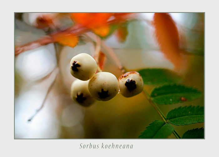 Sorbus koehneana - Trees and Shrubs