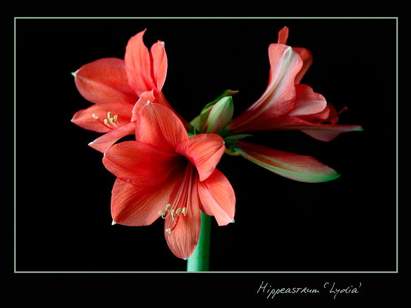 Hippeastrum 'Lydia' - Windowsill Garden