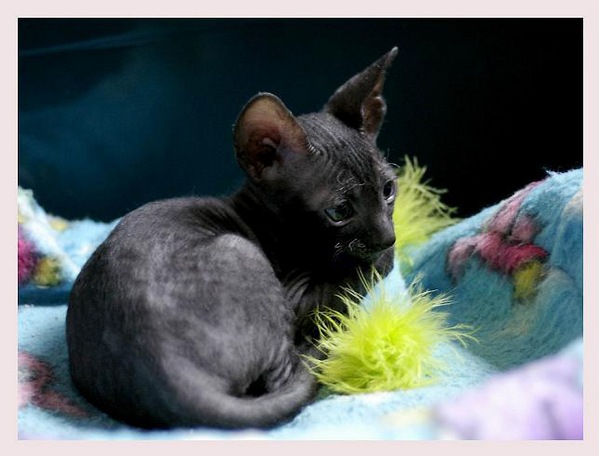 5 weeks - Alchemist Regina - Linssi's kittens