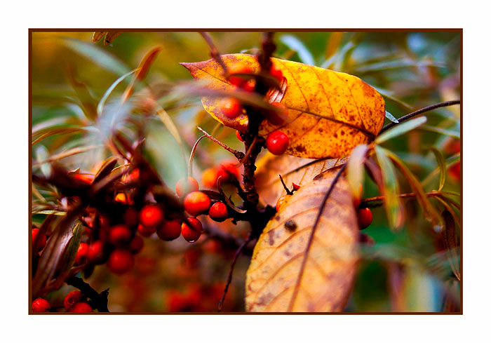 Hippophae rhamnoides - Trees and Shrubs