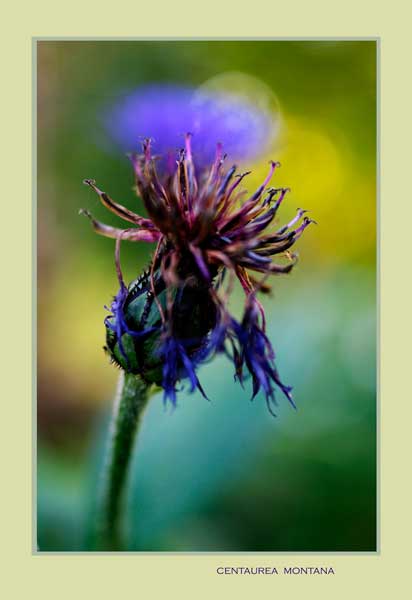 Centaurea montana 3 - Garden perennials