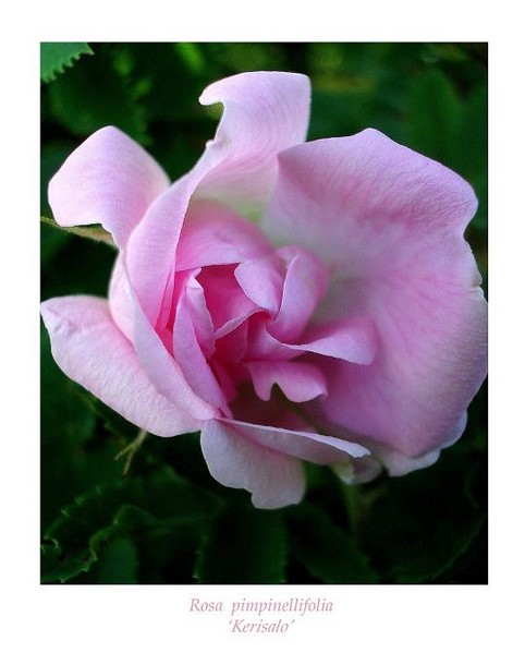 Rosa 'Kerisalo' 1 - Roses
