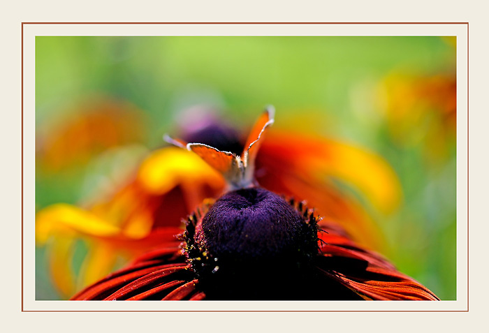Lycaena virgaureae 2 - Fauna