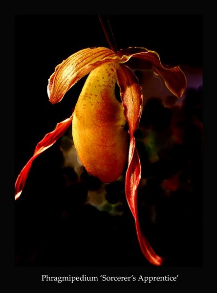 Phrag. 'Sorcerer's Apprentice' - Orchids
