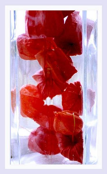 Physalis alkekengi - Still Life